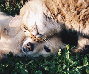 Aktion bei Lucky-Pet