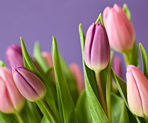 Aktion bei Lidl-Blumen.de