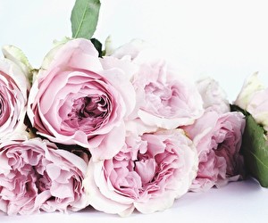 Aktion bei 123 Blumenversand
