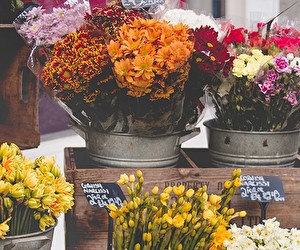 Aktion bei Blumenversand-Edelweiss