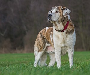 Aktion bei alsa Hundewelt